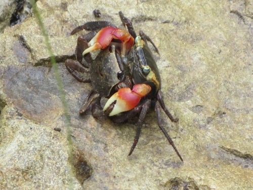 アカテガニの交尾 ひとさし指日記 楽天ブログ