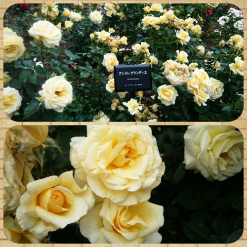 CYMERA_20160611_084735.jpg
