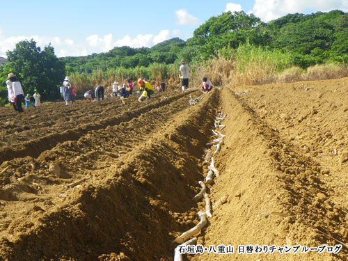 サトウキビ栽培体験 植付けから収穫まで 石垣島 八重山 日替りチャンプルーブログ 楽天ブログ