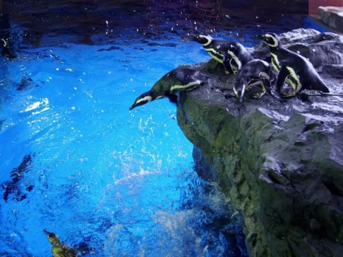 須磨海浜水族園ペンギン館リニューアル.jpg