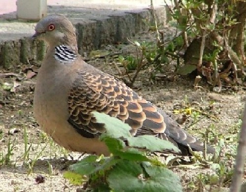 キジバトの鳴き声 仙台 宮城 東北を考える おだずまジャーナル 楽天ブログ