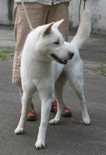 紀州犬オス犬タケゾウの11カ月とジュウベエの２歳の記念行動 交配依頼を受けて交尾行動をする紀州犬のオス犬タケゾウとジュウベエ 計量計測データバンク とその情報 楽天ブログ