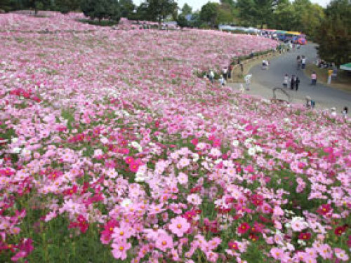 ホテルかずさや日記 東京のコスモス 秋桜 の名所特集 浜離宮恩賜庭園をはじめ東京のコスモスの開花に合わせて実施されるイベントや名所をご紹介 ホテルかずさや フロント太郎の日記 楽天ブログ