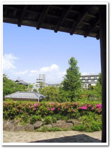 東京 葛飾柴又 京成柴又駅周辺 観光 柴又公園 江戸川土手 つつじ 芝桜 こいのぼり 写真 011.jpg