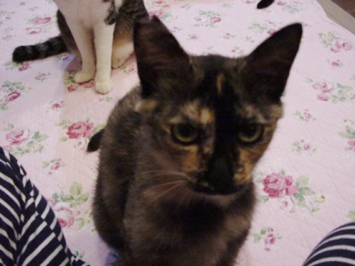 可愛いサビ子猫 桜子です Homeなな猫ほーむ 楽天ブログ