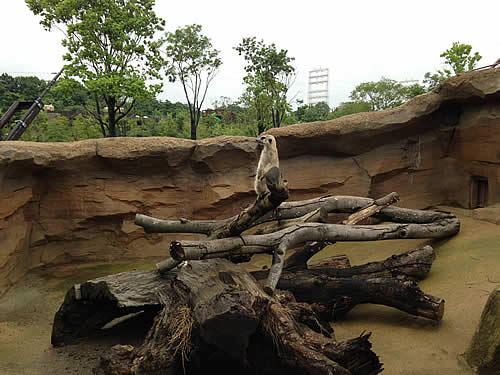 zoorasia.jpg