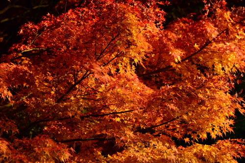 筑波山紅葉ライトアップ 11月末 時折の画像 楽天ブログ