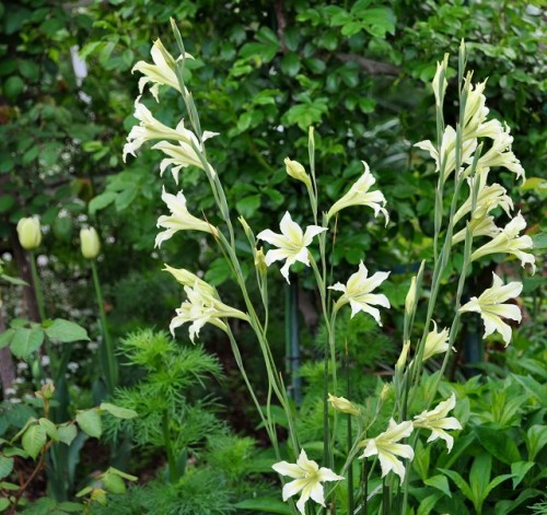 スプリンググラジオラスと宿根フロックス 晴れの国から花だより 楽天ブログ