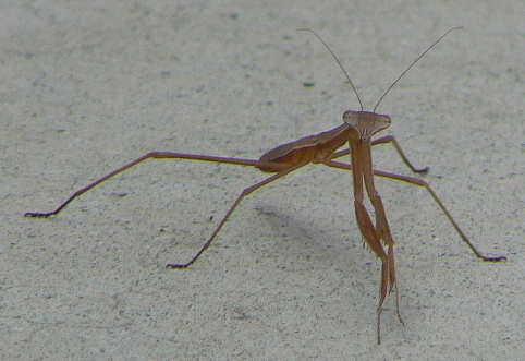 オオカマキリの幼体 | ガーデニングで癒しのひととき - 楽天ブログ