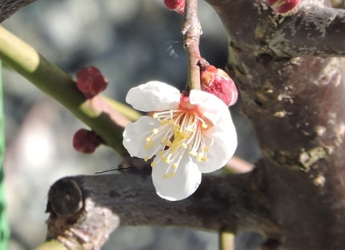 南高梅 花 咲いてくれたよ ぼくの畑はペットボトル 楽天ブログ