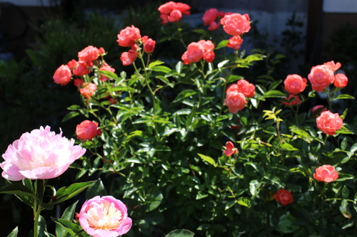 全開の芍薬 期待が膨らむプリンセス シャルレーヌ ドゥ モナコほか 季節の花と美味しいもののある暮らし 楽天ブログ