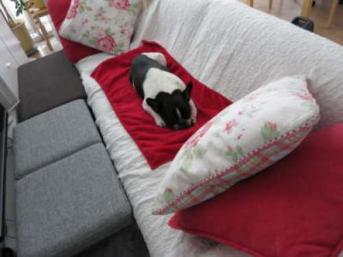 ソファーのための犬用階段 Are Kore Sore 楽天ブログ