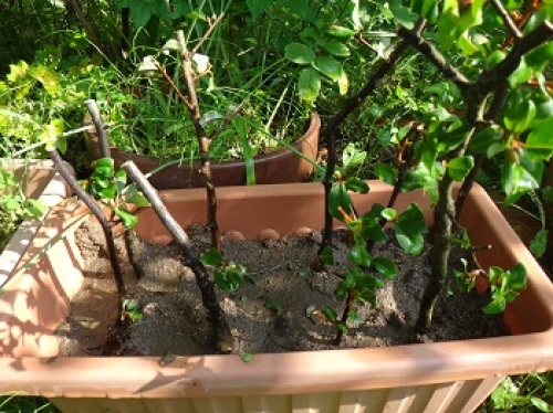 挿し木のビックリグミの植え替え 自然庭園 アトム おやじ の自然農園 楽天ブログ