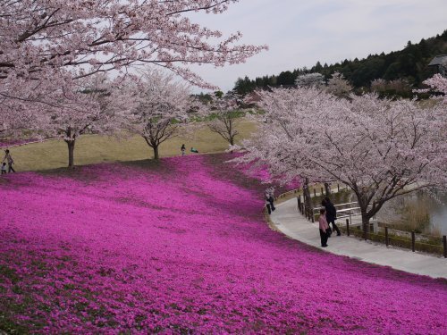 牛久大仏の 桜と芝桜 いつのまにか 楽天ブログ