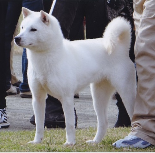 白毛の紀州犬 胡麻毛の紀州犬 飼われた狼は犬に似た形態に変化する ことなどの考察 白毛の紀州犬の由来を探る 横田俊英 計量計測データバンク とその情報 楽天ブログ