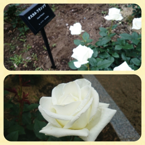 CYMERA_20160611_084911.jpg