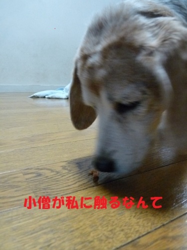 P1080246小僧.jpg