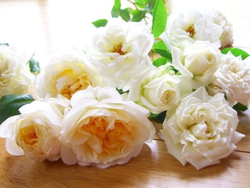 白いミニバラ バラが咲いてた頃 楽天ブログ