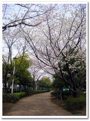 花見 桜 名所 穴場 オススメ スポット 家族 東京 葛飾区 小菅 2013 公園 小菅東スポーツ公園 小菅水再生センター 堀切菖蒲園駅 綾瀬駅 007.jpg