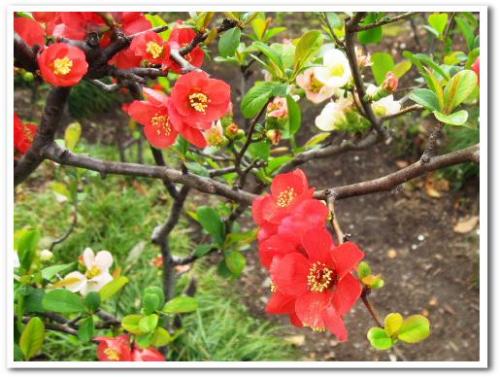 花見 桜 名所 穴場 オススメ スポット 家族 東京 葛飾区 小菅 2013 公園 小菅西公園 小菅水再生センター 堀切菖蒲園駅 綾瀬駅 009.jpg