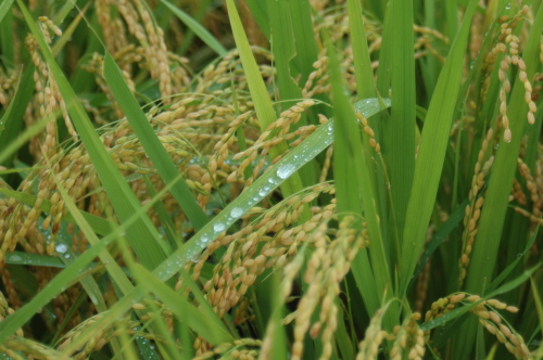 DSC_4532.JPG