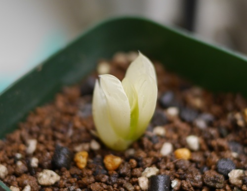 ハオルチア 花水晶全斑 植物男子ツボニワー 楽天ブログ