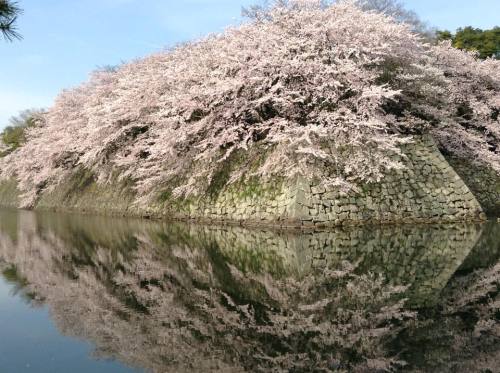 2016-04-06 06.彦根城の濠と桜