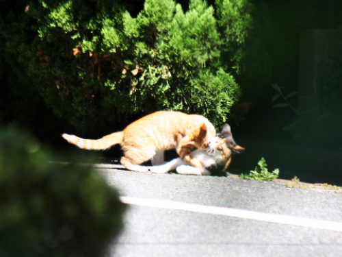 IMG_6333.jpg