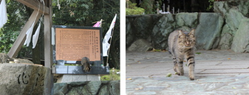 猫神社 王子神社 徳島県文化の森総合公園 あずきちゃん 猫 のお散歩ブログ 楽天ブログ