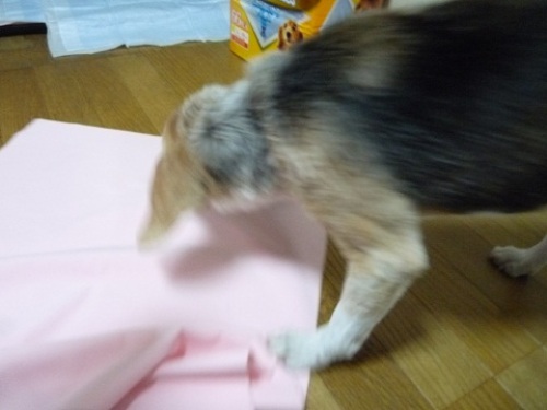 P1080354何かある~!.jpg