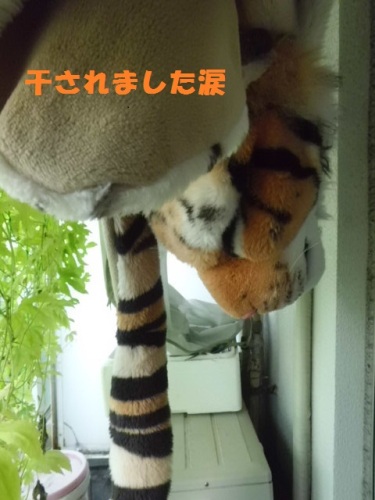 CIMG1943脱力系.JPG