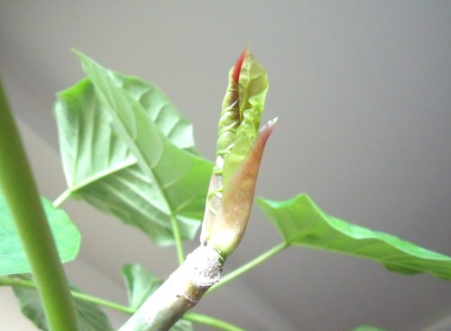 ウンベラータの新芽 いろとりどり 楽天ブログ