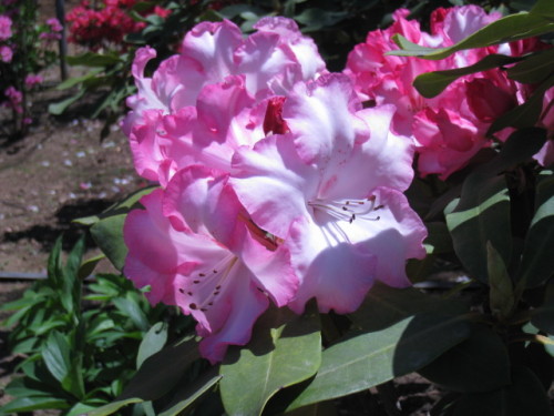 2013_0502_122119-IMG_1797.JPG