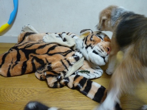 P1070892観念する寅.jpg