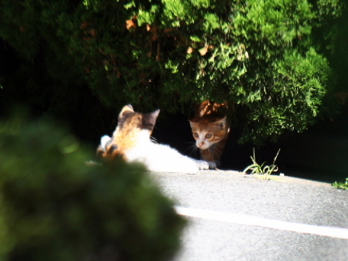 散歩道で見かけたじゃれあう子猫2匹
