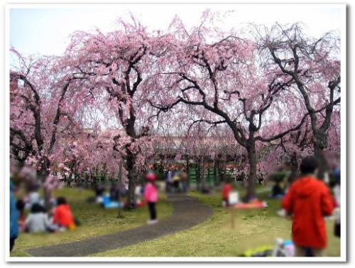 花見 桜 名所 穴場 オススメ スポット 家族 東京 葛飾区 小菅 2013 公園 小菅西公園 小菅水再生センター 堀切菖蒲園駅 綾瀬駅 007.jpg