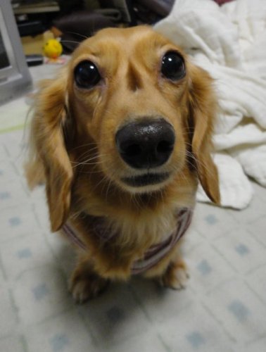 あのね?