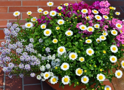 拾い上げて寄せ植え 晴れの国から花だより 楽天ブログ