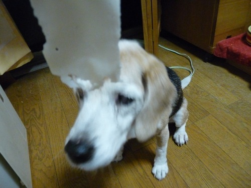 P1070954はんぺん.jpg
