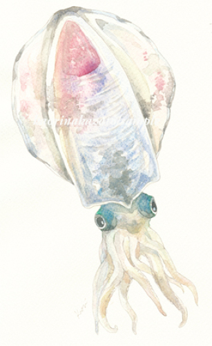 アオリイカのイラスト 水彩イラストレーター中里かおりのblog 楽天ブログ