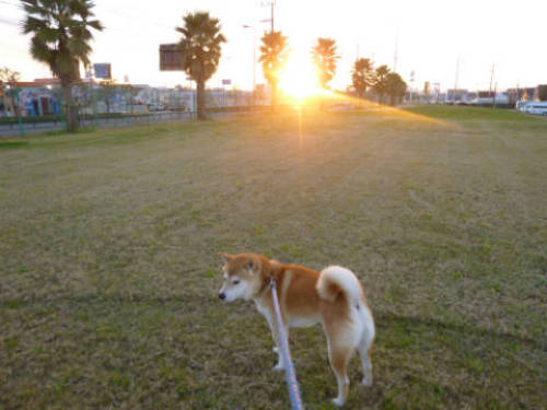 セトレマリーナびわ湖の朝食 柴犬ゴンのお散歩日記 楽天ブログ
