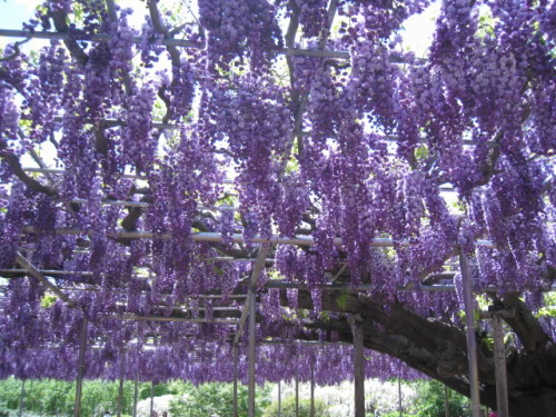 2013_0502_125659-IMG_1819.JPG