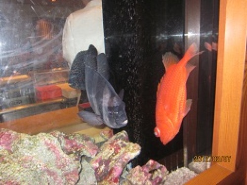 IMG_1807魚.jpg