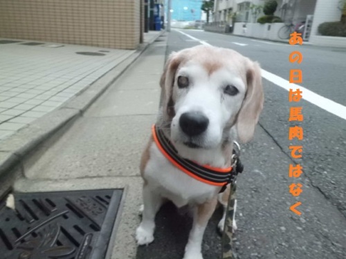 CIMG2134馬肉ではなく.jpg