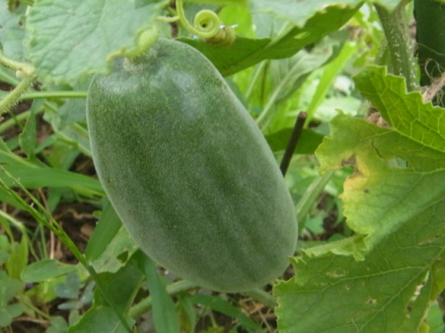 ミニ菜園のウリと２個目の新芽の中輪系の胡蝶蘭 植込み材料無しの洋蘭栽培 楽天ブログ