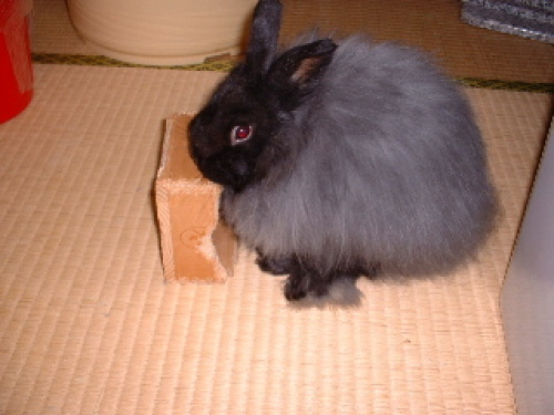 おもちゃ
