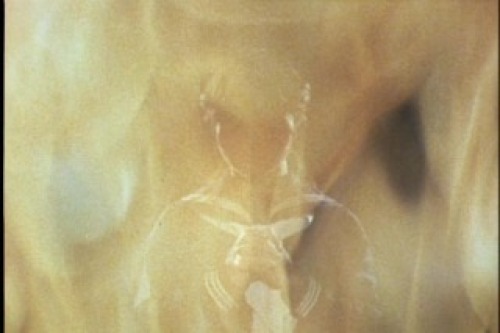 PDVD_002.jpg