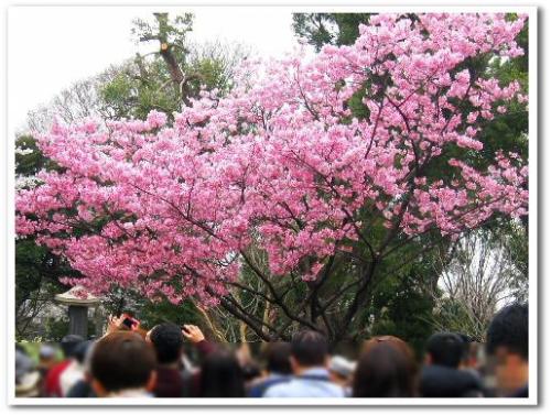 花見 桜 名所 オススメ スポット 東京 2013 上野公園005.jpg