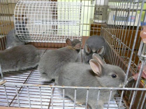 ベビー