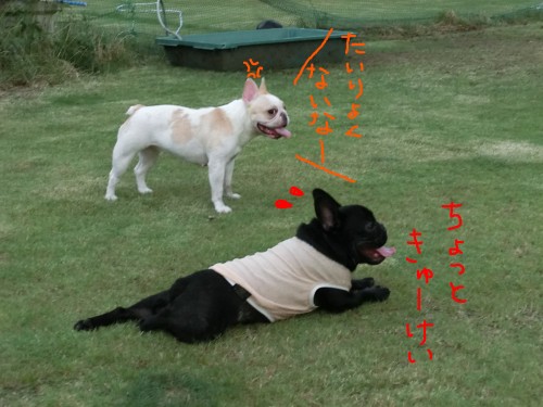 たいりょくなし.jpg